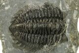 Coltraneia Trilobite Fossil - Huge Faceted Eyes #225338-1